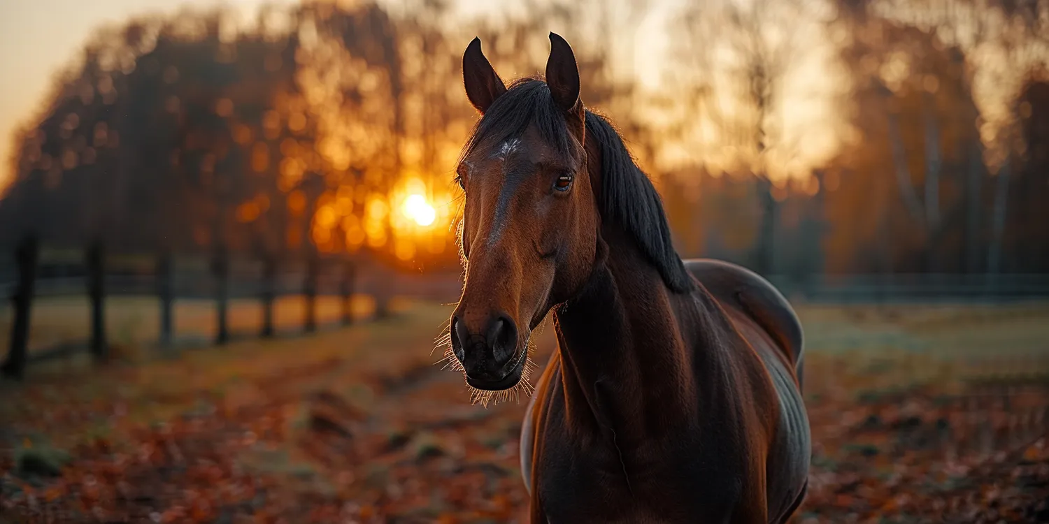 Jak pożegnać się ze swoim pupilem?